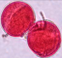 diversifolius